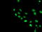 COP9 Signalosome Subunit 5 antibody, TA504344, Origene, Immunofluorescence image 