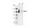 NFAT4 antibody, 4998S, Cell Signaling Technology, Western Blot image 