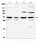 Aquaporin 3 (Gill Blood Group) antibody, A02181, Boster Biological Technology, Western Blot image 
