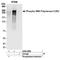 RNA Polymerase II antibody, A304-408A, Bethyl Labs, Immunoprecipitation image 