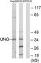 UNG1 antibody, TA313015, Origene, Western Blot image 