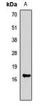 Heparin-binding growth factor 1 antibody, LS-C667837, Lifespan Biosciences, Western Blot image 