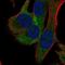 Ribosomal Protein S18 antibody, PA5-65916, Invitrogen Antibodies, Immunofluorescence image 