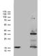 Tumor Necrosis Factor antibody, TA807821, Origene, Western Blot image 