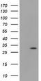 Hydroxyacylglutathione Hydrolase Like antibody, LS-C172708, Lifespan Biosciences, Western Blot image 