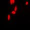Poly(rC)-binding protein 2 antibody, abx142127, Abbexa, Western Blot image 