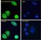 TBC1 Domain Family Member 10A antibody, LS-B5101, Lifespan Biosciences, Immunofluorescence image 