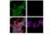 CD151 Molecule (Raph Blood Group) antibody, 81626S, Cell Signaling Technology, Immunocytochemistry image 