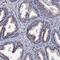 Placenta-expressed transcript 1 protein antibody, NBP1-90680, Novus Biologicals, Immunohistochemistry frozen image 