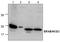 Type II HADH antibody, TA318892, Origene, Western Blot image 