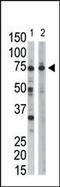 Ribophorin I antibody, PA5-12153, Invitrogen Antibodies, Western Blot image 