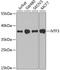 Neurotrophin 3 antibody, A03348, Boster Biological Technology, Western Blot image 
