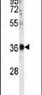 U2 Small Nuclear RNA Auxiliary Factor 1 antibody, PA5-12406, Invitrogen Antibodies, Western Blot image 