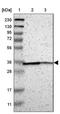 Cathepsin E antibody, NBP2-33868, Novus Biologicals, Western Blot image 
