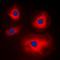 Mitochondrial Ribosomal Protein L11 antibody, orb224118, Biorbyt, Immunofluorescence image 