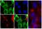 His tag antibody, R930-25, Invitrogen Antibodies, Immunofluorescence image 