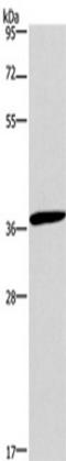 CD1a Molecule antibody, TA349767, Origene, Western Blot image 