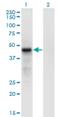 CDC42 Effector Protein 4 antibody, H00023580-M05, Novus Biologicals, Western Blot image 