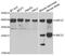 Ubiquitin Conjugating Enzyme E2 Z antibody, abx005453, Abbexa, Western Blot image 