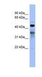 RNA Binding Fox-1 Homolog 2 antibody, NBP1-57373, Novus Biologicals, Western Blot image 