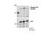 ATR Serine/Threonine Kinase antibody, 2853P, Cell Signaling Technology, Western Blot image 