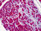 Chymotrypsin antibody, 51-615, ProSci, Immunohistochemistry paraffin image 
