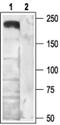 Voltage-dependent N-type calcium channel subunit alpha-1B antibody, PA5-77296, Invitrogen Antibodies, Western Blot image 