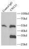 CWC15 Spliceosome Associated Protein Homolog antibody, FNab02085, FineTest, Immunoprecipitation image 