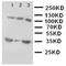 Integrin Binding Sialoprotein antibody, orb97013, Biorbyt, Western Blot image 