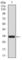 Undifferentiated embryonic cell transcription factor 1 antibody, abx012332, Abbexa, Western Blot image 