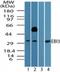 Epstein-Barr Virus Induced 3 antibody, TA336876, Origene, Western Blot image 