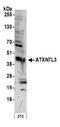 Ataxin-7-like protein 3 antibody, A302-800A, Bethyl Labs, Western Blot image 