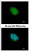 Eukaryotic translation initiation factor 2-alpha kinase 1 antibody, NBP2-16291, Novus Biologicals, Immunofluorescence image 