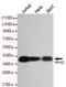 Serine/threonine-protein phosphatase PP1-gamma catalytic subunit antibody, TA347023, Origene, Western Blot image 