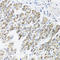 Translocase Of Inner Mitochondrial Membrane 10B antibody, A13519, Boster Biological Technology, Immunohistochemistry frozen image 
