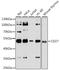 CD27 Molecule antibody, A1945, ABclonal Technology, Western Blot image 