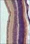 RP1 Axonemal Microtubule Associated antibody, NBP2-22149, Novus Biologicals, Immunohistochemistry paraffin image 