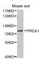 Prospero homeobox protein 1 antibody, LS-C331389, Lifespan Biosciences, Western Blot image 