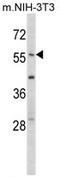 Early Growth Response 1 antibody, AP17311PU-N, Origene, Western Blot image 