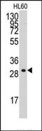 Cyclin-C antibody, AP14665PU-N, Origene, Western Blot image 