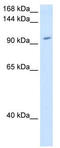 Ring Finger Protein 40 antibody, TA329845, Origene, Western Blot image 
