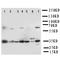 Enoyl-CoA Delta Isomerase 1 antibody, orb76276, Biorbyt, Western Blot image 