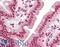 Histone Cluster 4 H4 antibody, LS-B7721, Lifespan Biosciences, Immunohistochemistry paraffin image 