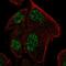 Ribonuclease P/MRP Subunit P25 Like antibody, HPA059698, Atlas Antibodies, Immunocytochemistry image 