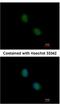 Proteasome 20S beta7 subunit antibody, NBP2-19954, Novus Biologicals, Immunocytochemistry image 