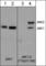 Mitogen-Activated Protein Kinase 8 antibody, JM2671, ECM Biosciences, Western Blot image 