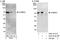 Negative Elongation Factor Complex Member B antibody, A301-912A, Bethyl Labs, Western Blot image 