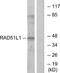 DNA repair protein RAD51 homolog 2 antibody, A20019, Boster Biological Technology, Western Blot image 