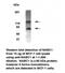 Breast Carcinoma Amplified Sequence 1 antibody, MBS194436, MyBioSource, Western Blot image 