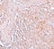 Solute Carrier Family 39 Member 8 antibody, A04007, Boster Biological Technology, Immunohistochemistry frozen image 
